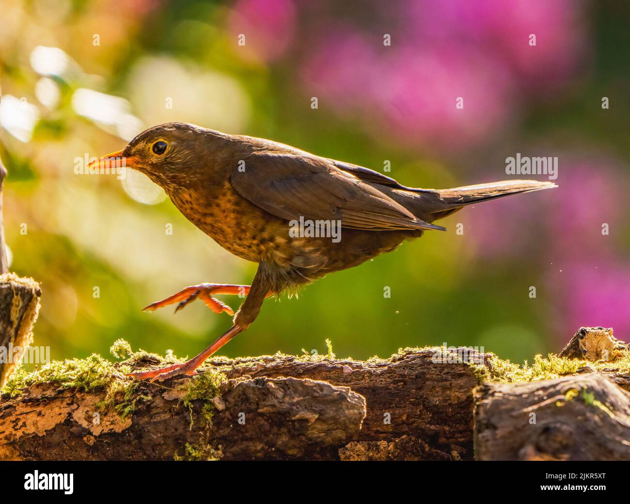 Femme Blackbird dans Cotswolds Garden Banque D'Images