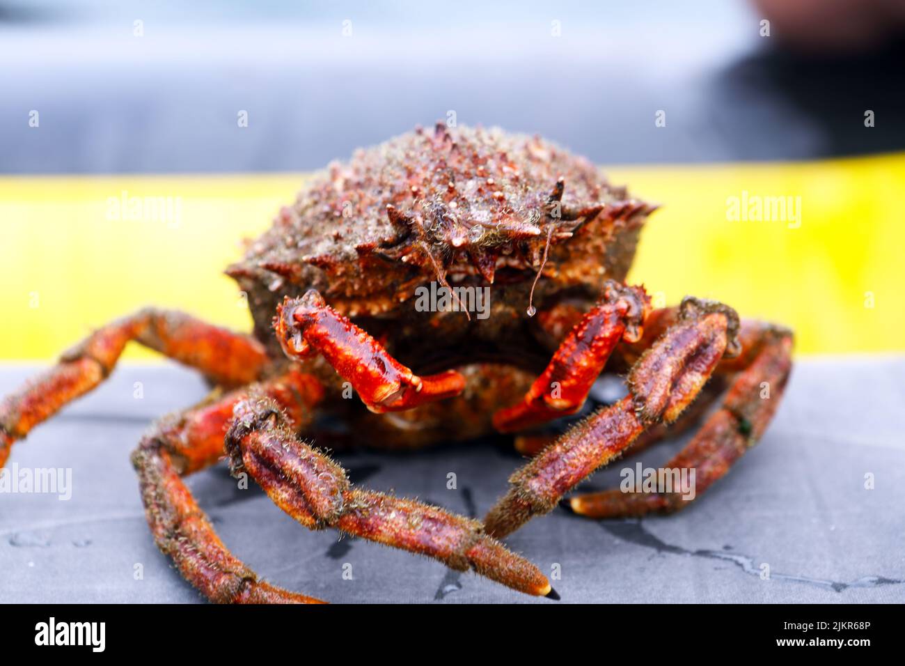 Crabe araignée (Maja brachydactyla) au large de la côte de l'île de Mull dans les Hébrides intérieures d'Écosse Banque D'Images