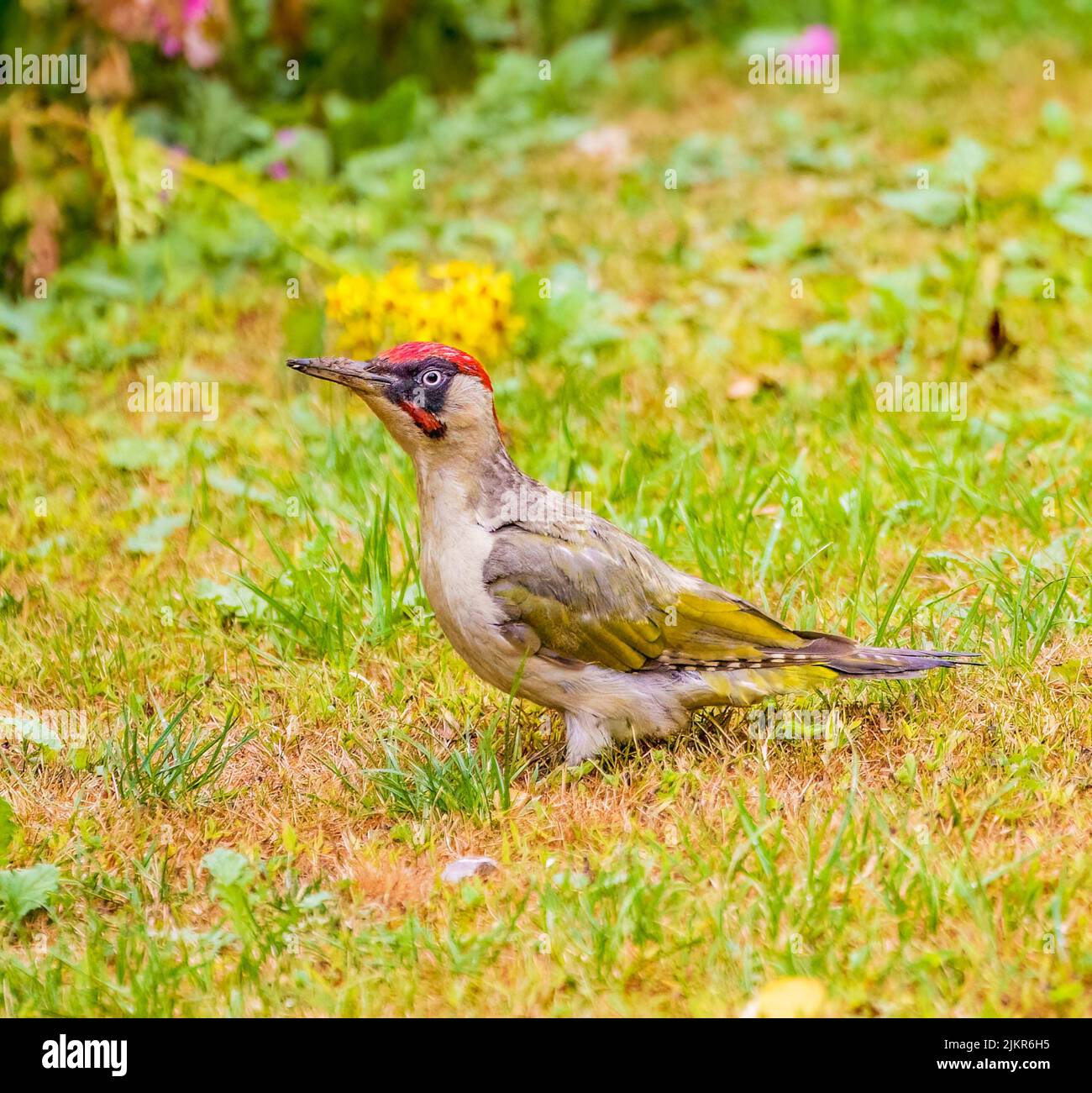 Pic vert dans le jardin des Cotswolds Banque D'Images