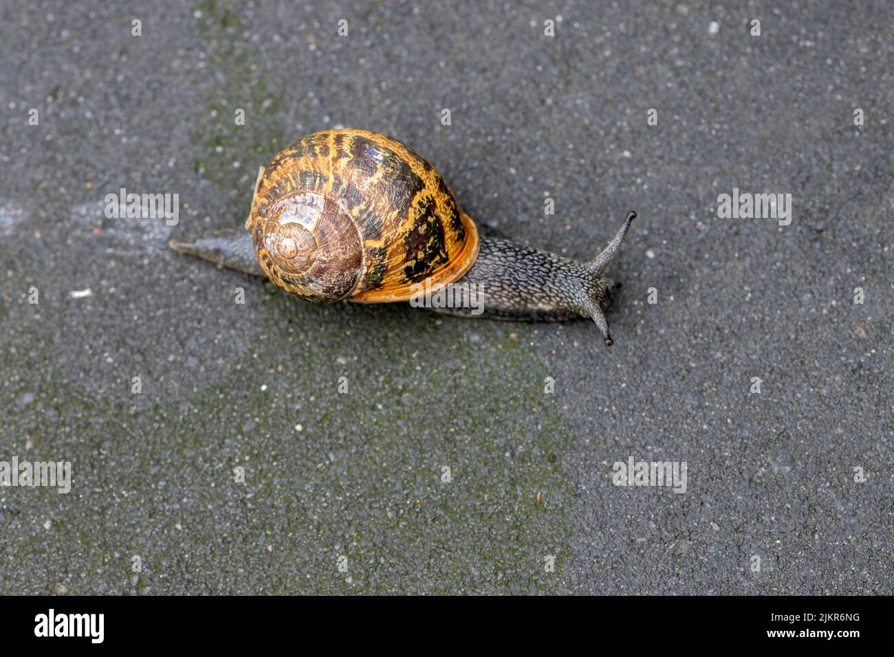 Gros plan sur l'escargot de jardin à Amsterdam, pays-Bas 26-7-2022 Banque D'Images