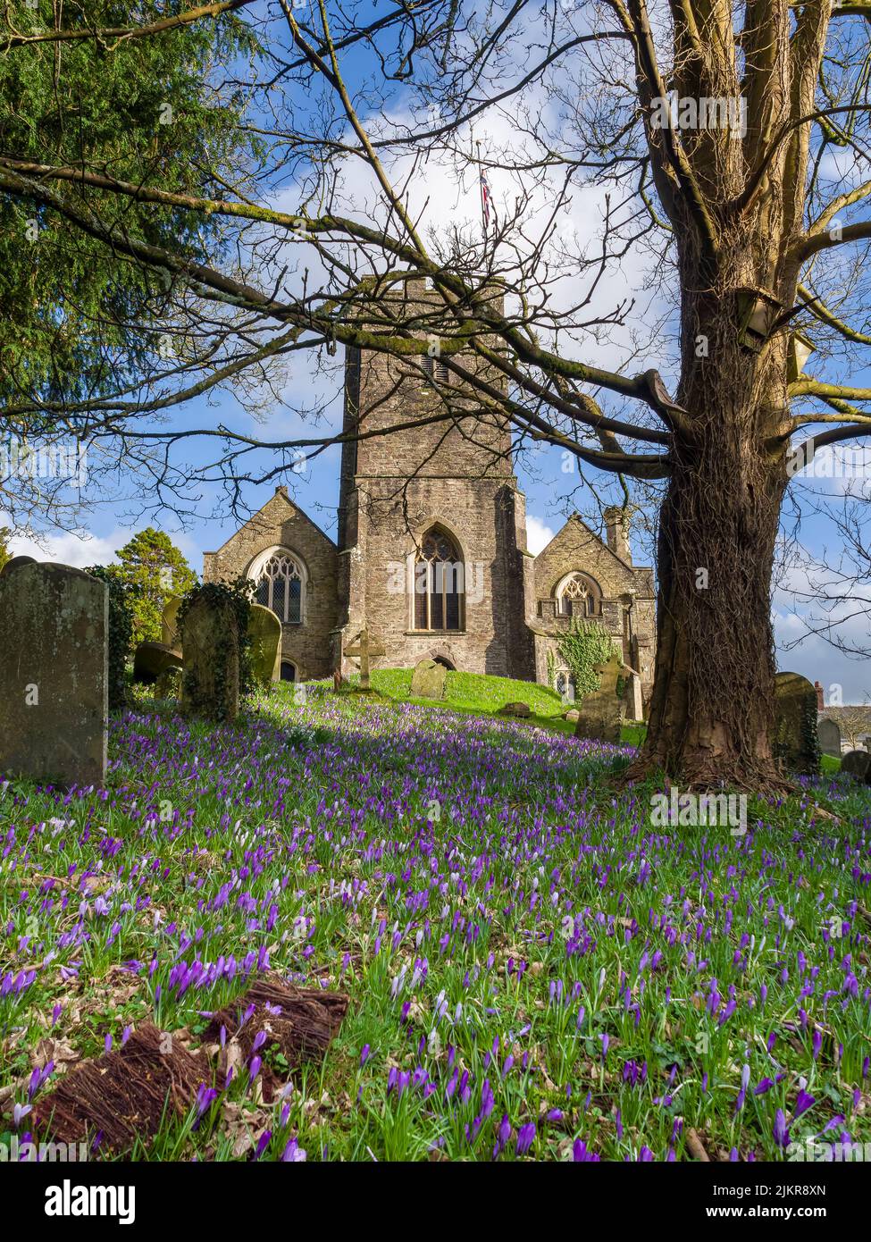Crocuses en fleur dans les terres de l'église des Saints à Dulverton dans le parc national d'Exmoor à la fin de l'hiver, Somerset, Angleterre. Banque D'Images