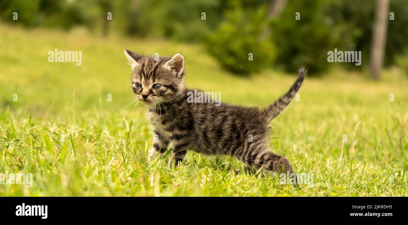Joli petit chaton gris Banque D'Images