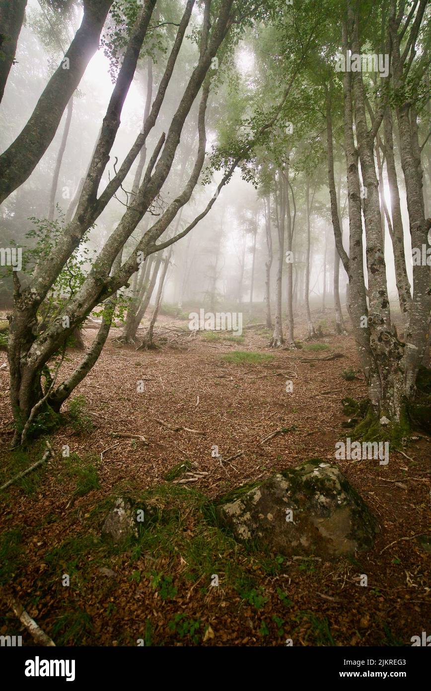 Un bois sombre et brumeux OU une forêt sombre et brumeux, des bois hantés, une forêt sombre et créepy avec des arbres anciens. Un véritable cadre d'horreur avec des arbres et du brouillard. Banque D'Images