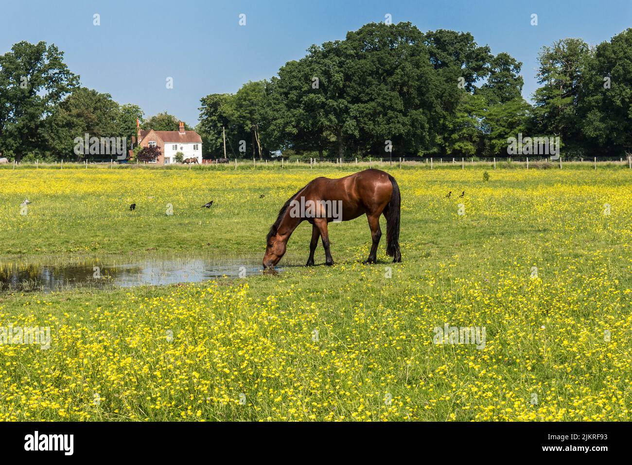 Cheval debout paître dans un champ dans le village de Spicers Wood, Wokingham, Berkshire. ROYAUME-UNI Banque D'Images