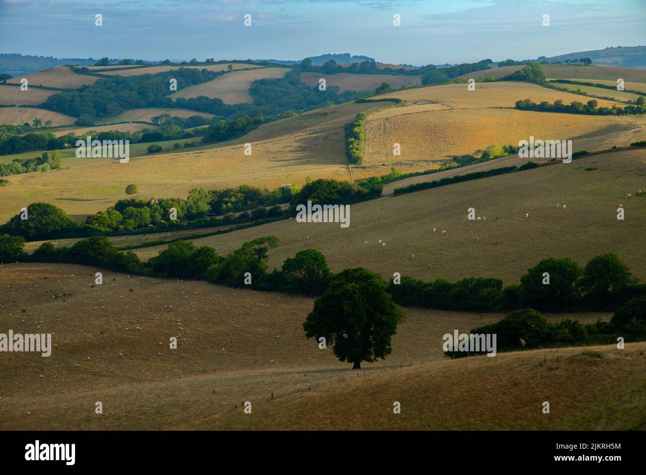 Paysage avec collines ondoyantes à Dorset, Royaume-Uni Banque D'Images