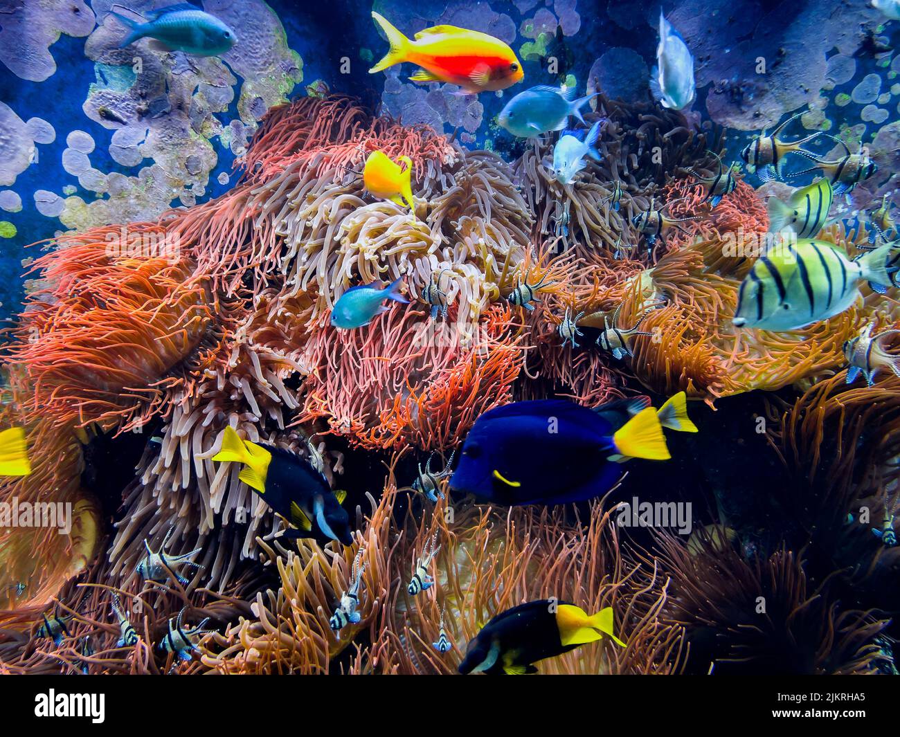 poissons tropicaux sur un récif de corail Banque D'Images