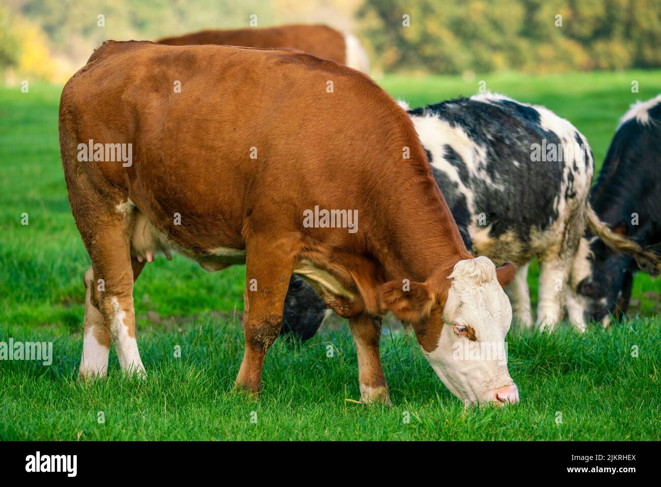 Vaches laitières paître sur un pâturage vert luxuriant Banque D'Images