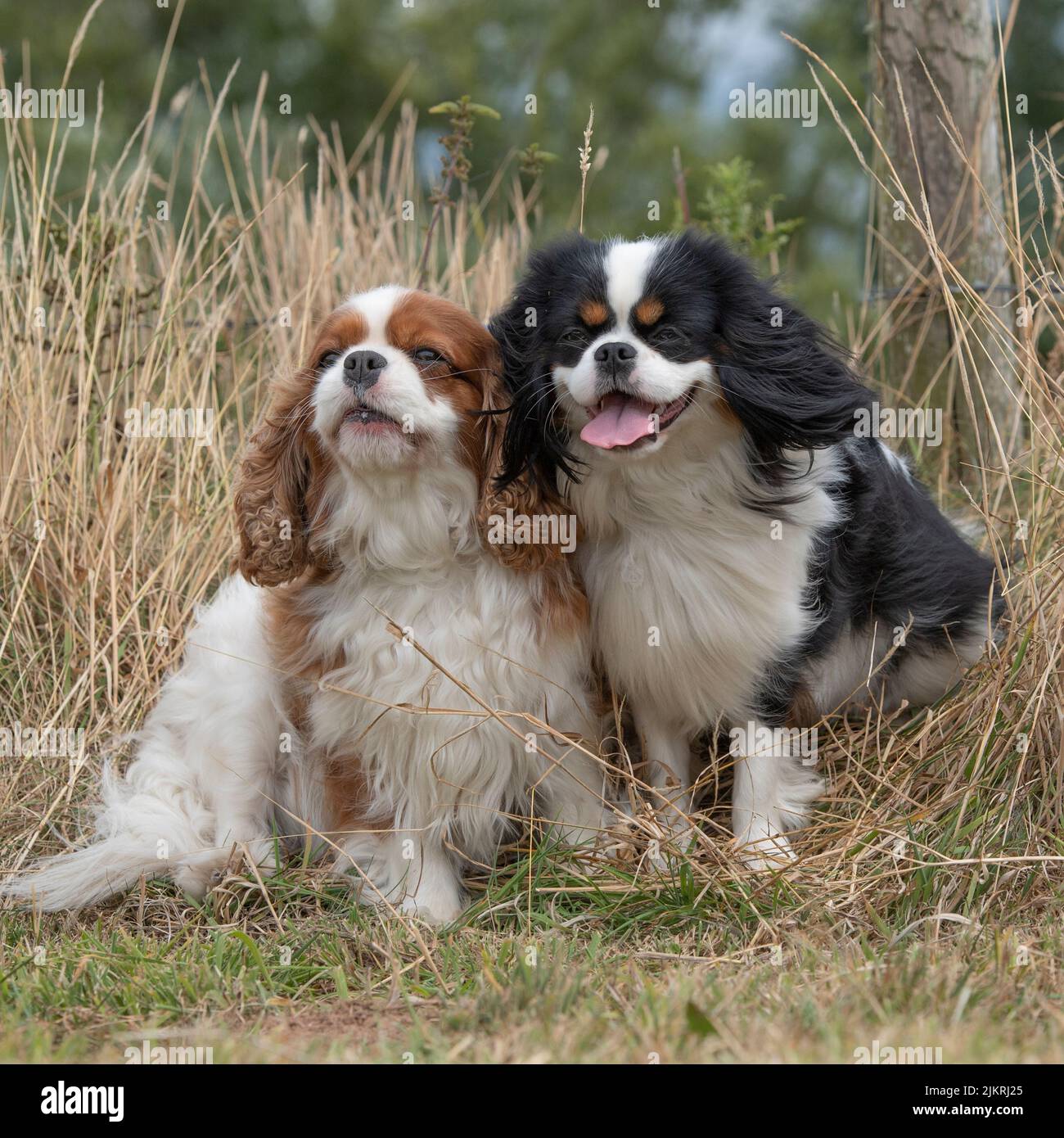 Cavalier King Charles spaniels Banque D'Images