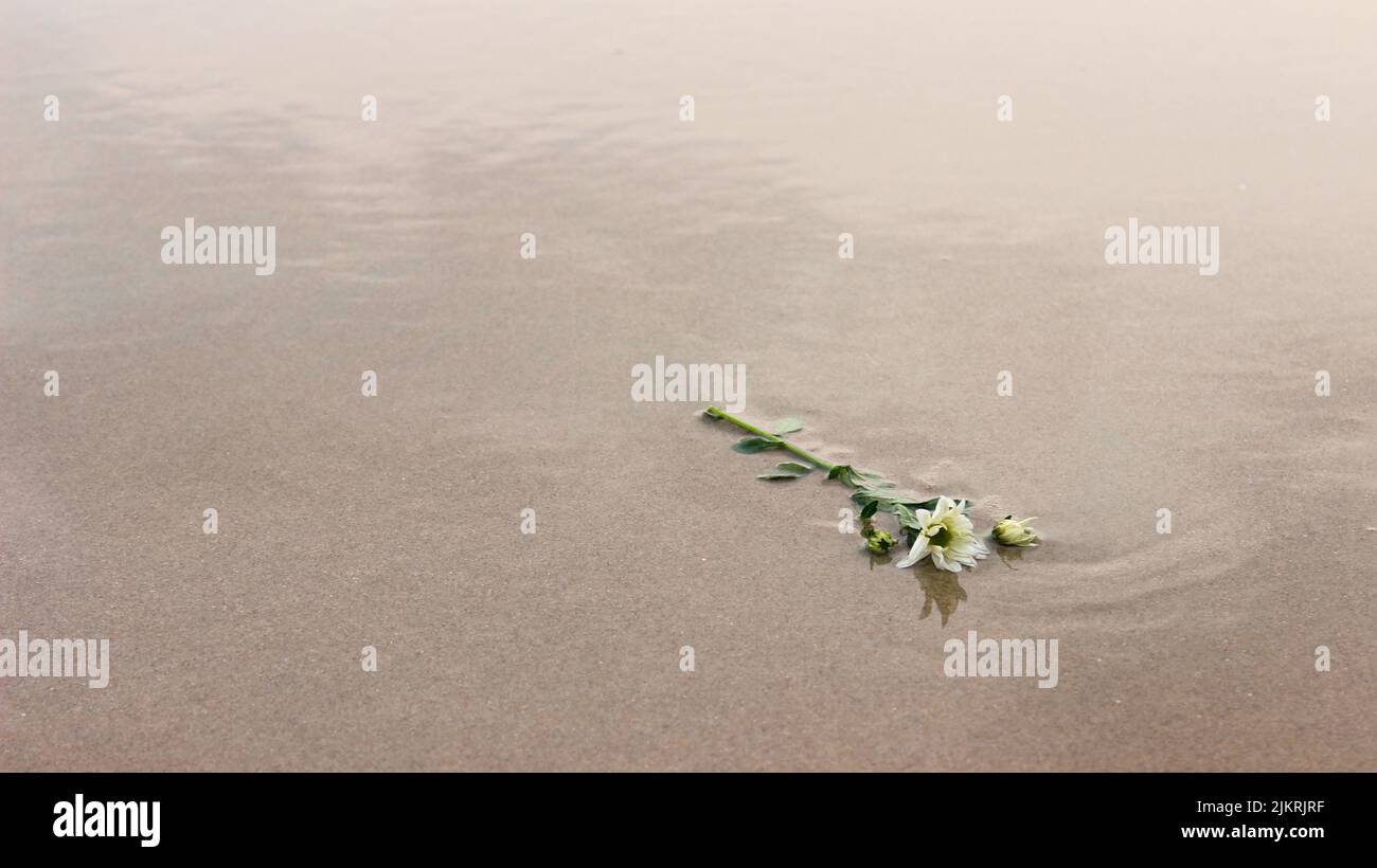 fleur isolée dans le sable Banque D'Images