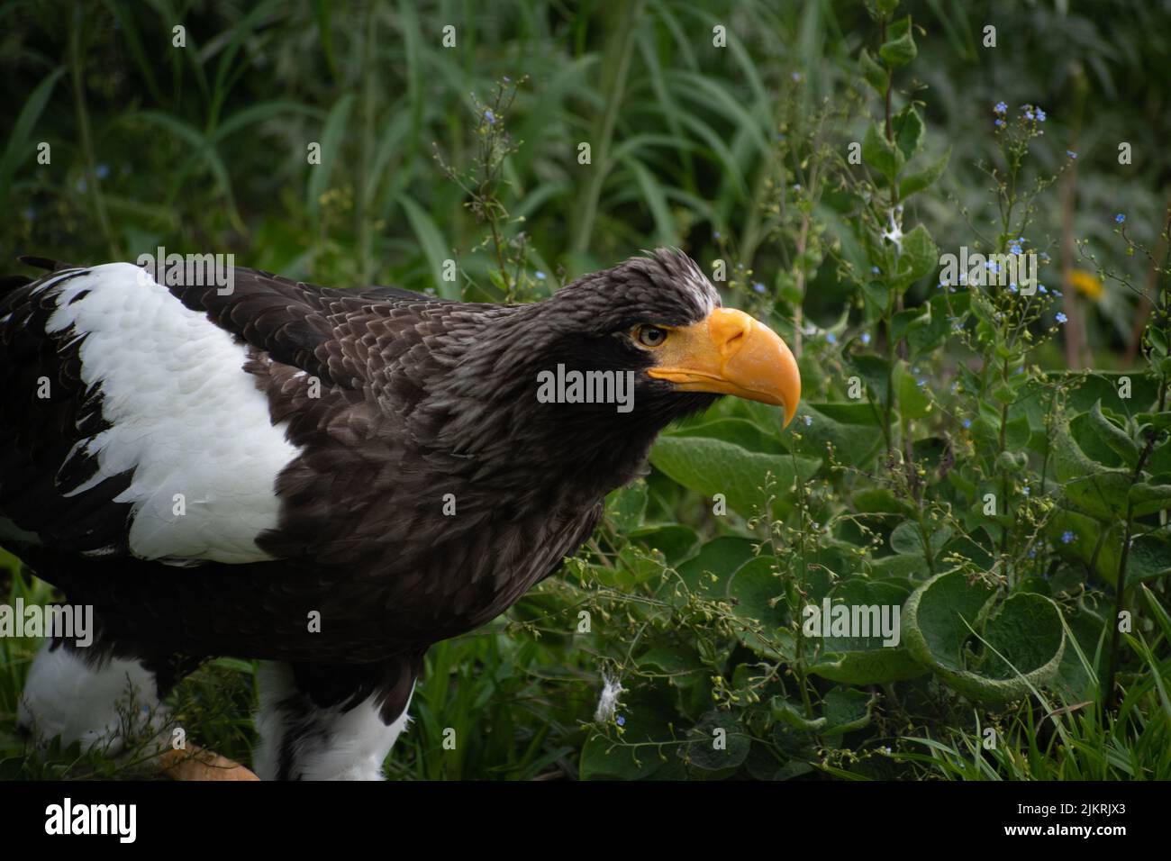 L'aigle de mer de Steller (Haliaeetus pelagicus) marchant à travers le foiliage sur le sol Banque D'Images