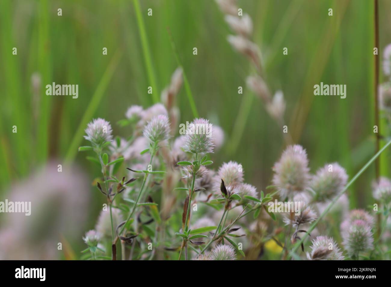 Trifolium arvense, fleurs dans la prairie d'été Banque D'Images