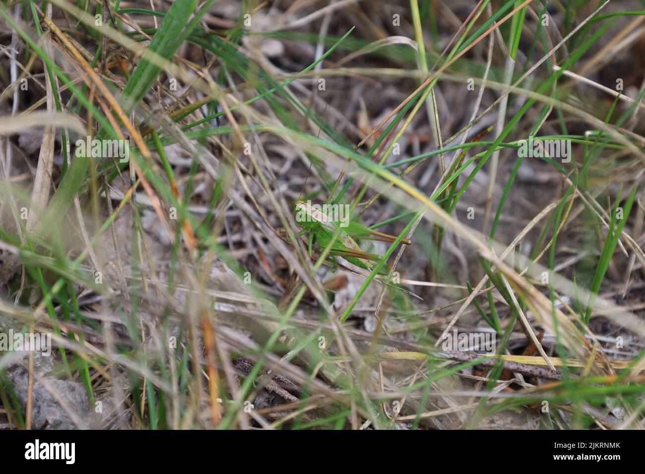 Tettigoniidae, katydid vert dans la prairie estivale Banque D'Images