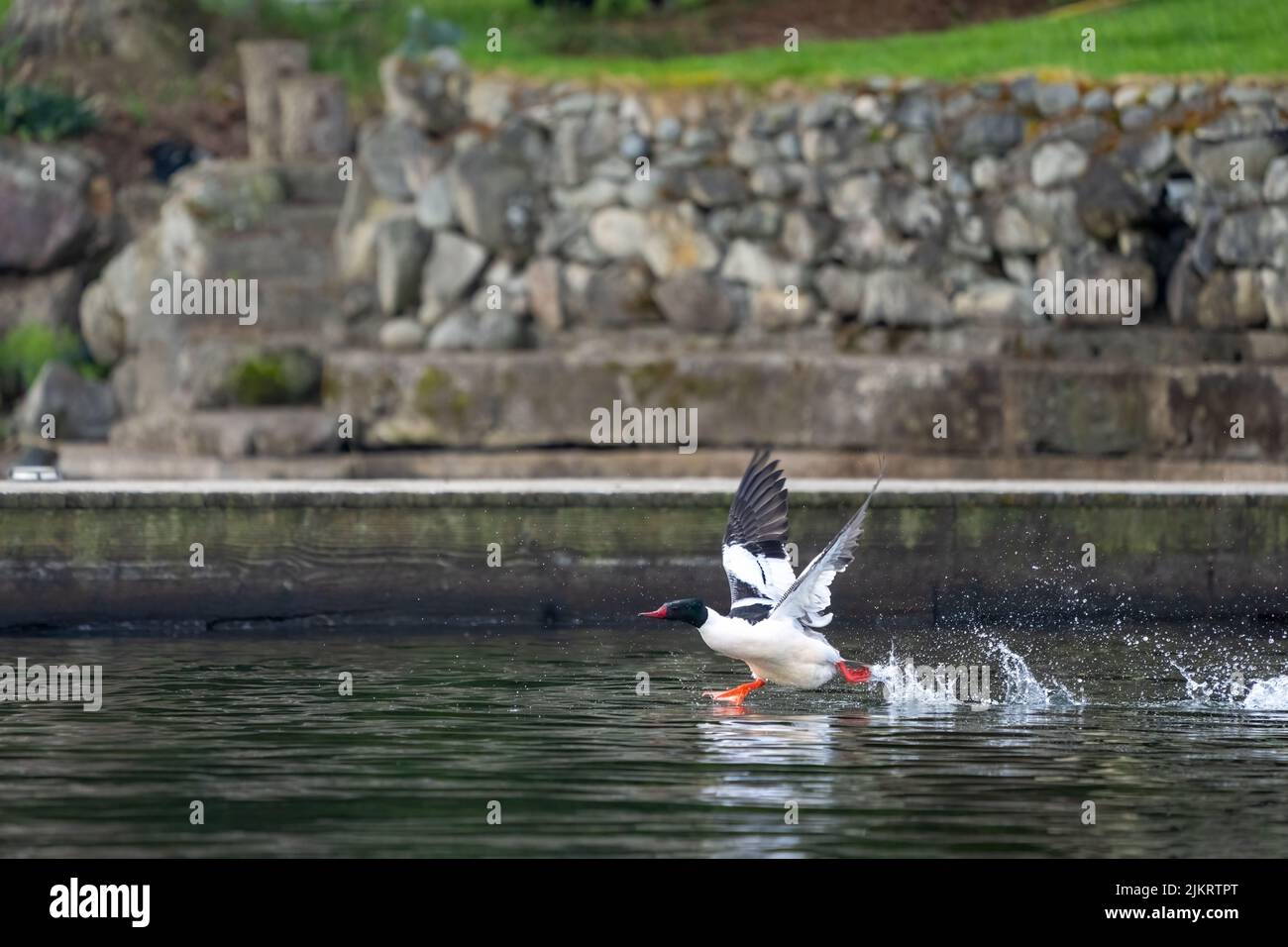 Issaquah, Washington, États-Unis. Mâle Common Merganser luttant pour prendre l'avion près d'un quai dans le lac Sammamish. Banque D'Images
