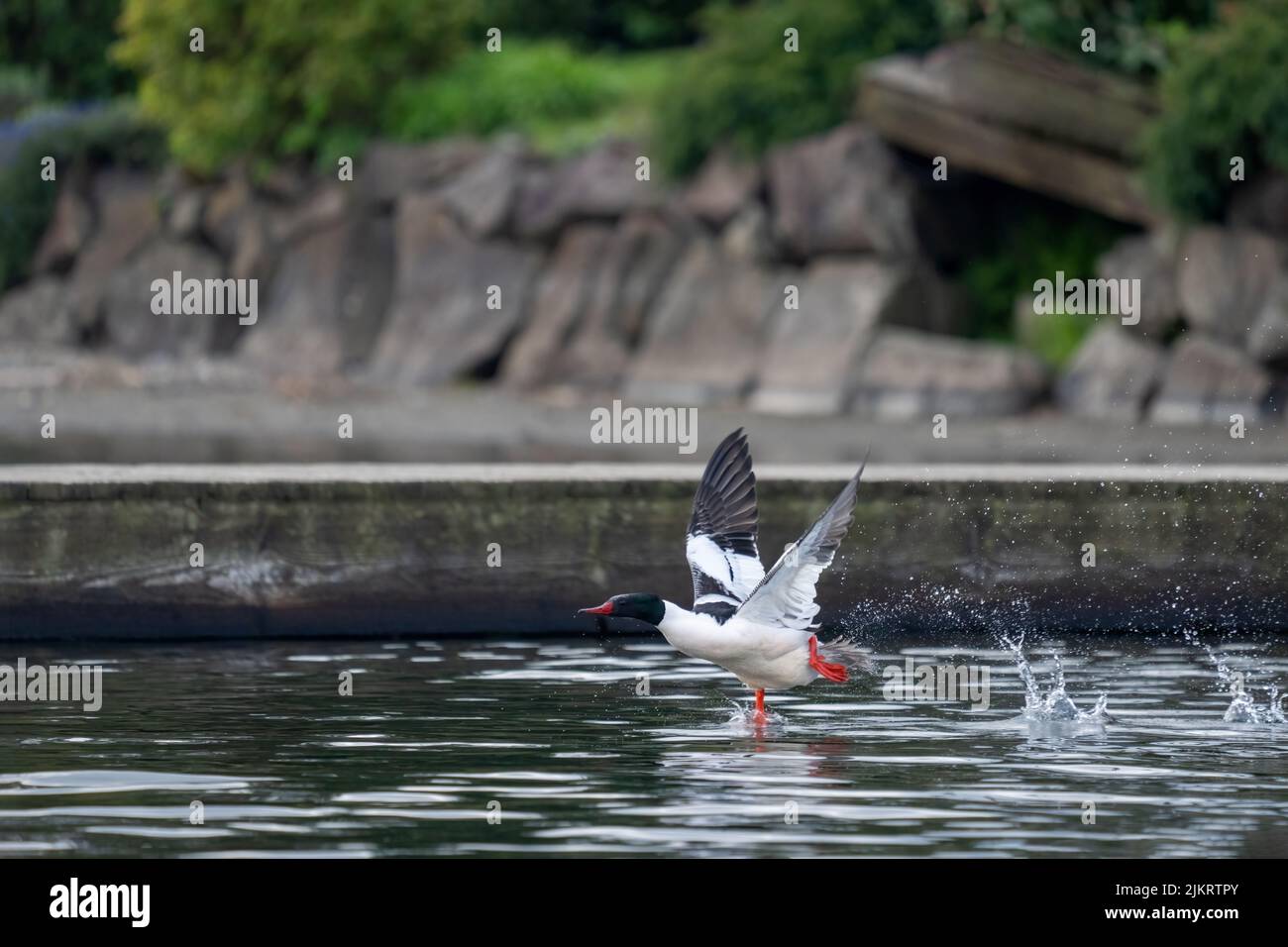 Issaquah, Washington, États-Unis. Mâle Common Merganser luttant pour prendre l'avion près d'un quai dans le lac Sammamish. Banque D'Images