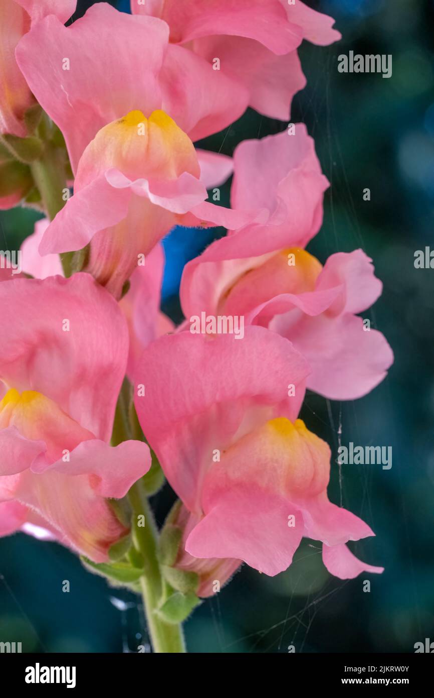 Issaquah, Washington, États-Unis. Fleurs de Snapdragon. Banque D'Images