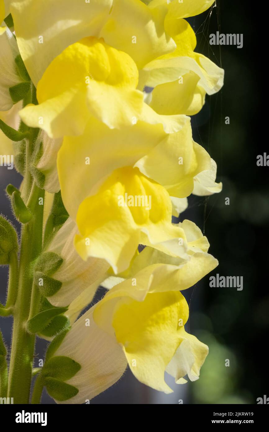 Issaquah, Washington, États-Unis. Fleurs de Snapdragon. Banque D'Images