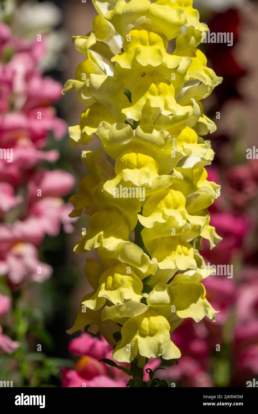 Issaquah, Washington, États-Unis. Fleurs de Snapdragon jaune. Banque D'Images
