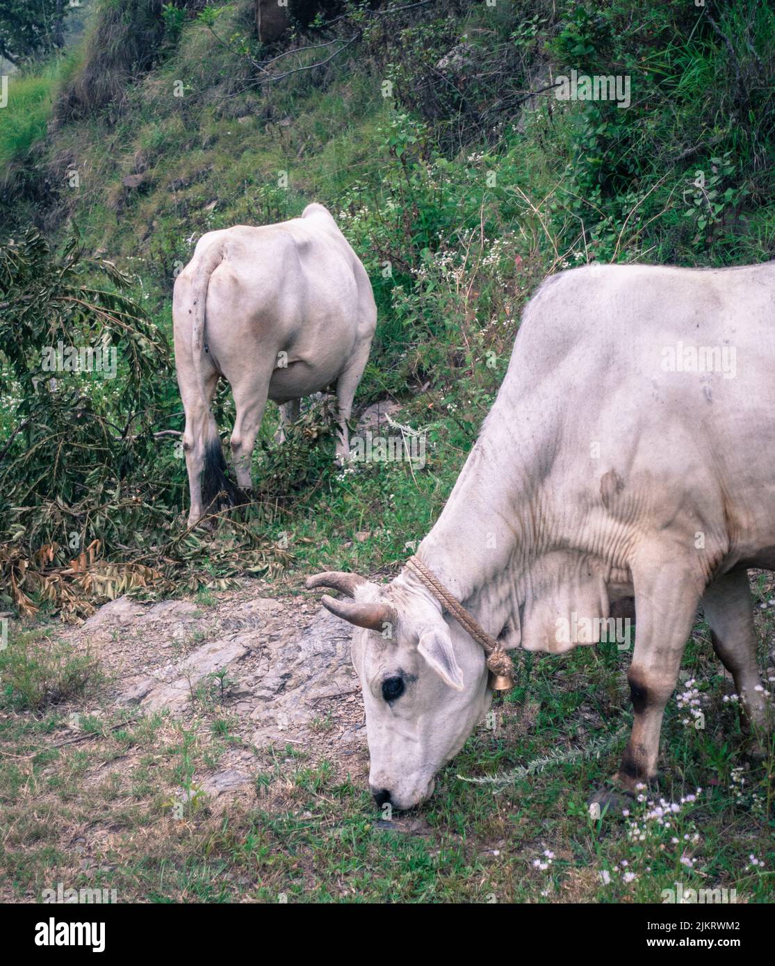 Un coup de feu de vaches indiennes blanches broutant dans la région de l'himalaya supérieur. Uttarakhand Inde. Banque D'Images