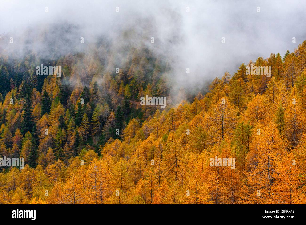 Italie - alpes Liguriennes - High Way - chemin alpin de la troupe - larches en automne Banque D'Images