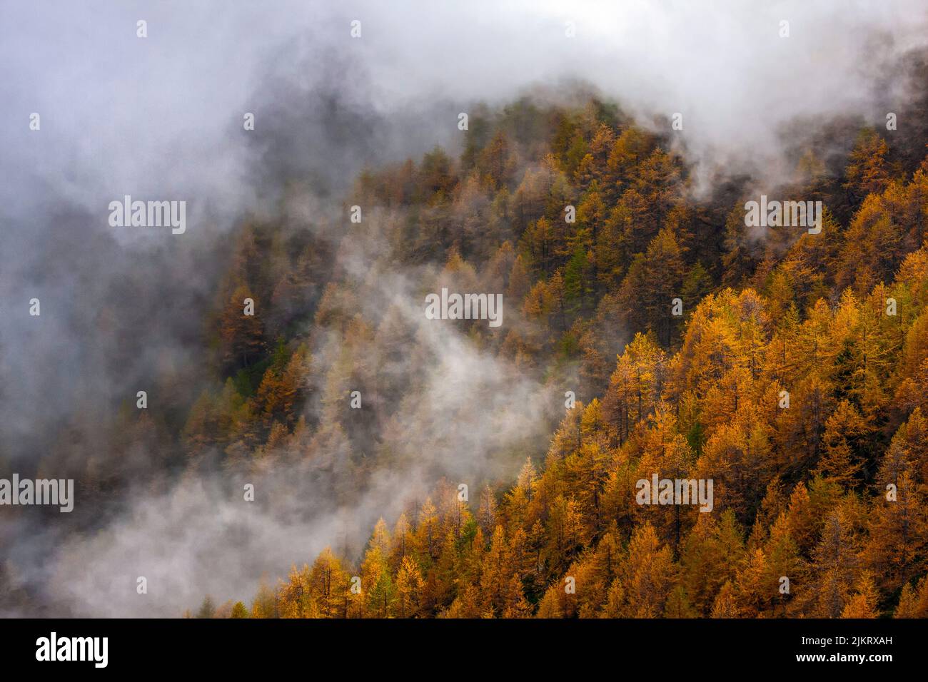 Italie - alpes Liguriennes - High Way - chemin alpin de la troupe - larches en automne Banque D'Images