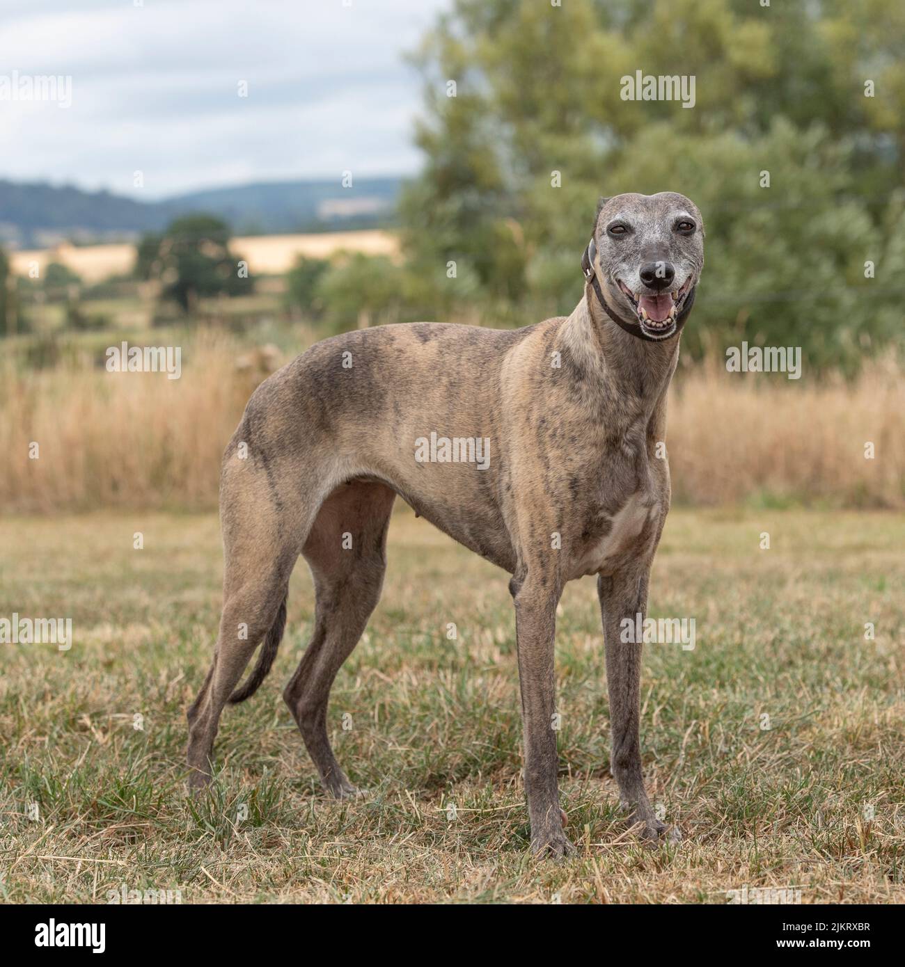 Whippet Banque D'Images