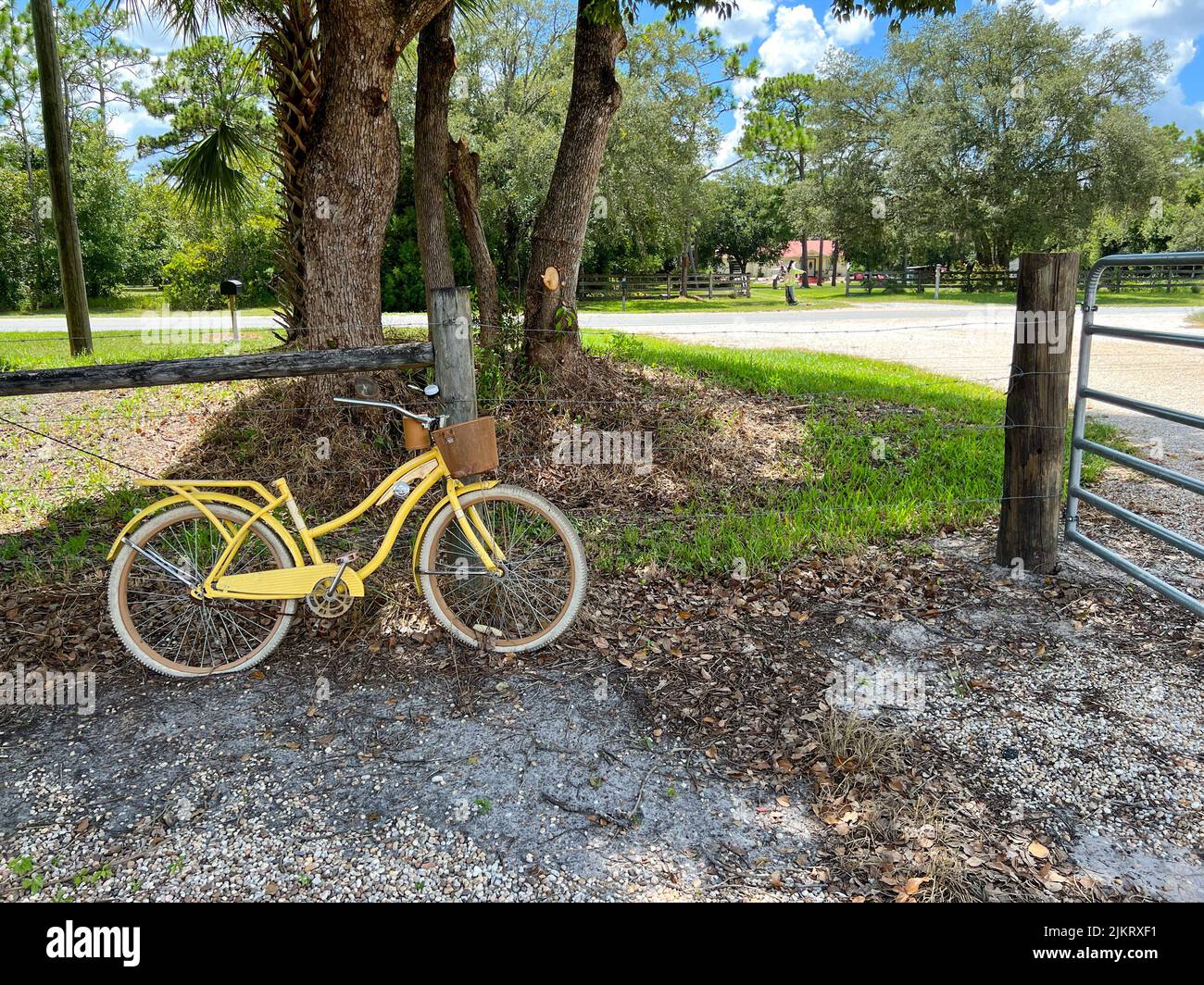 Un vélo d'époque rouillé jaune se penche contre un arbre dans une ferme. Banque D'Images
