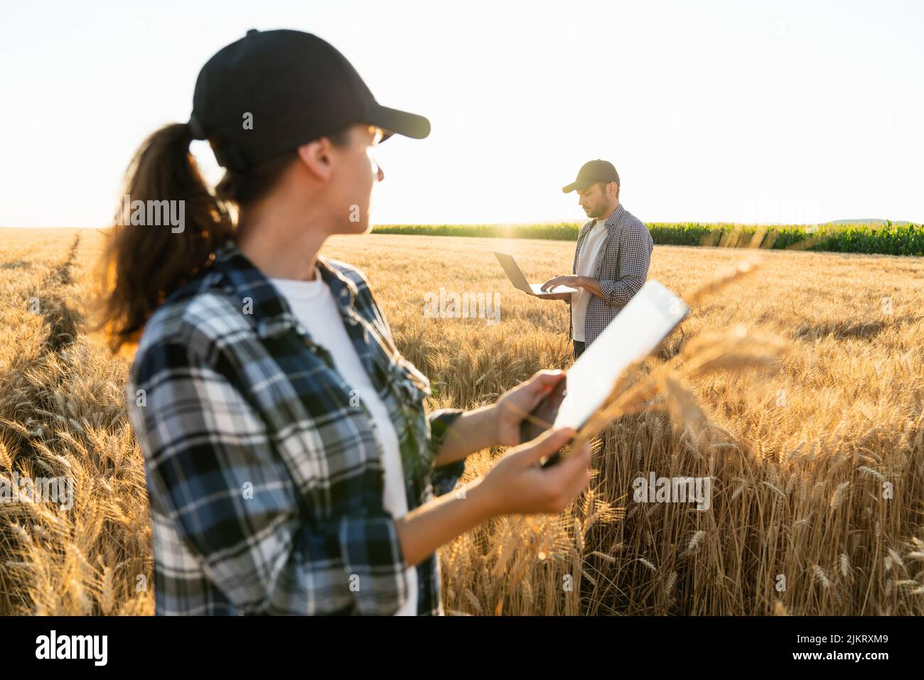 Deux agriculteurs examinent le domaine des céréales et envoient des données sur le Cloud à partir de la tablette numérique et de l'ordinateur portable. Une agriculture intelligente Banque D'Images