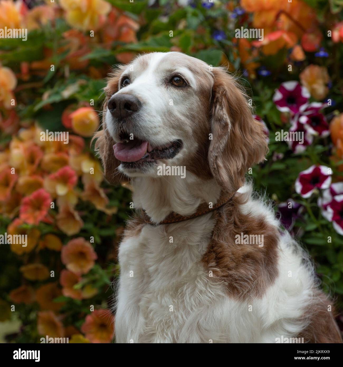 Welsh SPRINGER SPANIEL Banque D'Images