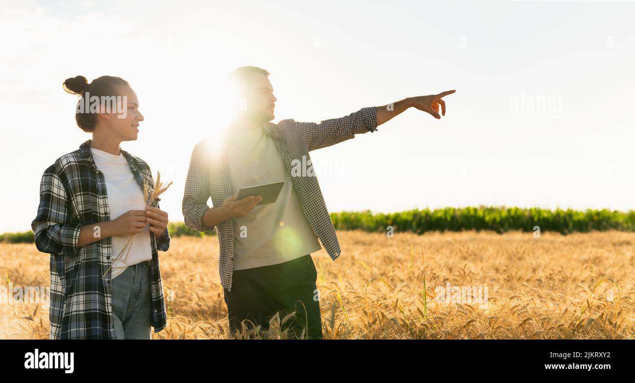 Deux agriculteurs examinent le domaine des céréales et envoient des données au nuage à partir de la tablette. Agriculture intelligente et agriculture numérique. Banque D'Images