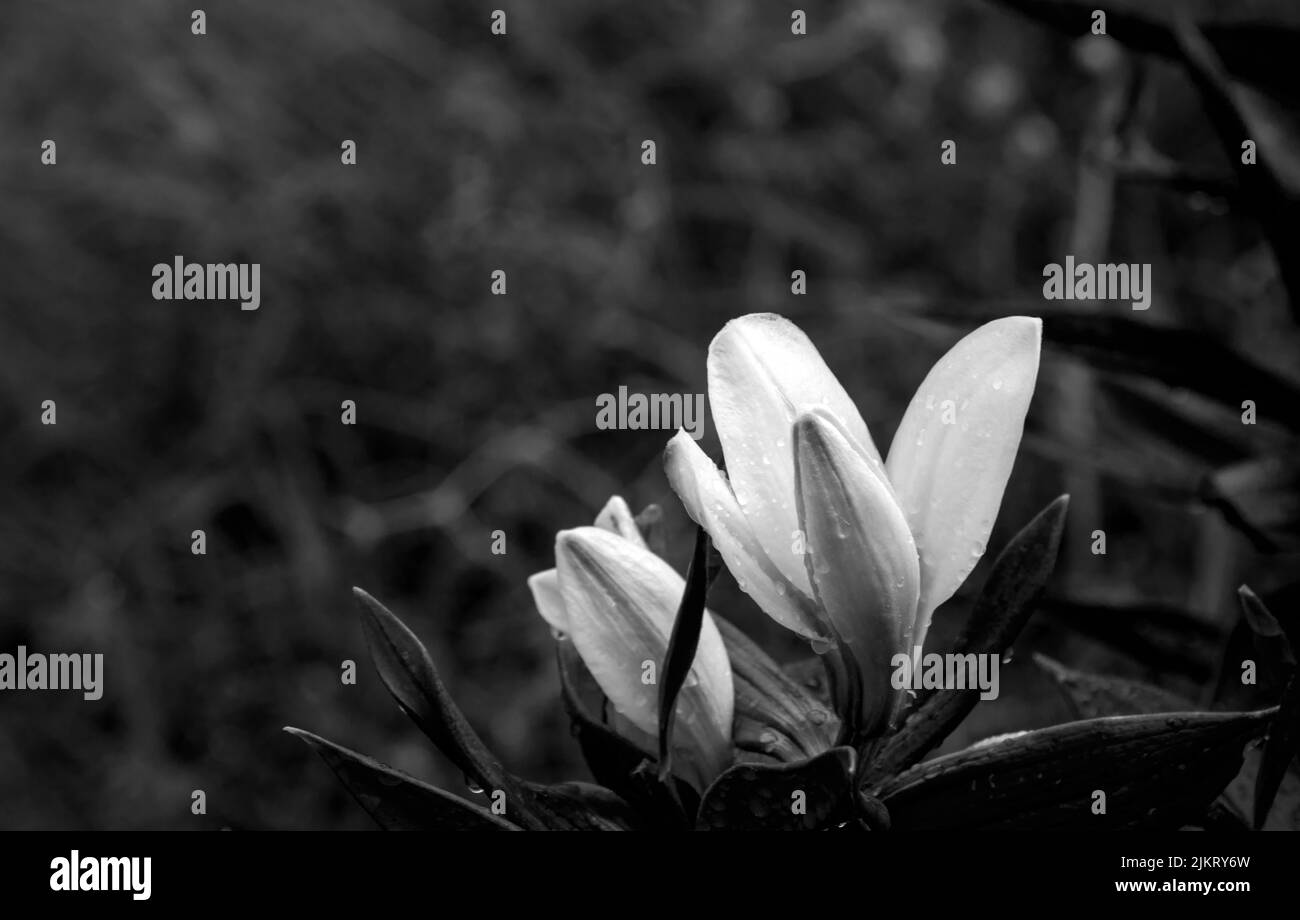 Un portrait noir et blanc lumineux et contrasté d'une fleur de lys ouvrante. Arrière-plan flou. Banque D'Images