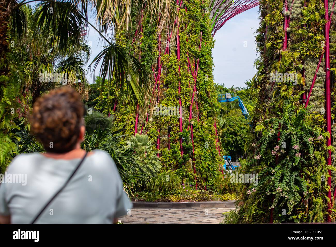 Vue arrière d'un visiteur qui regarde les locaux du Supertree grove à Gardens by the Bay. Singapour 2022 Banque D'Images