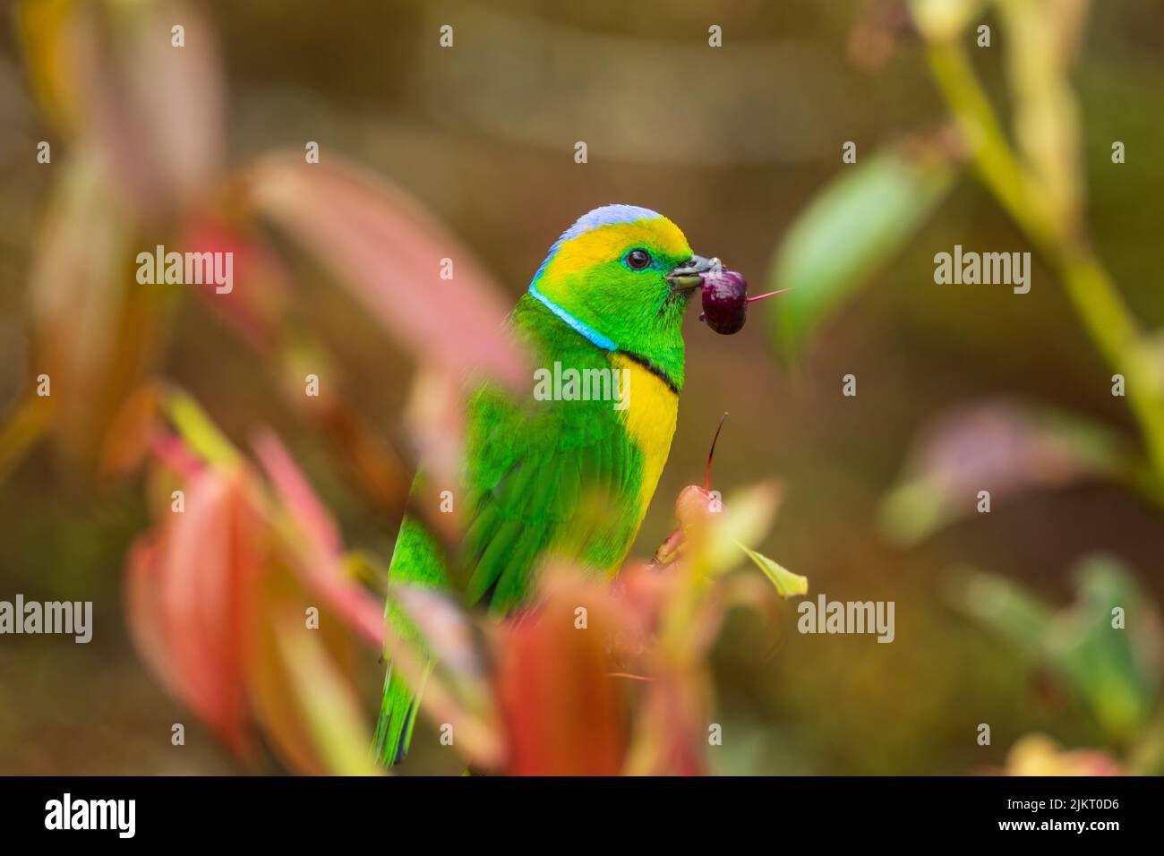 Une chlorophonie dorée parmi la végétation , Savegre , Costa Rica Banque D'Images