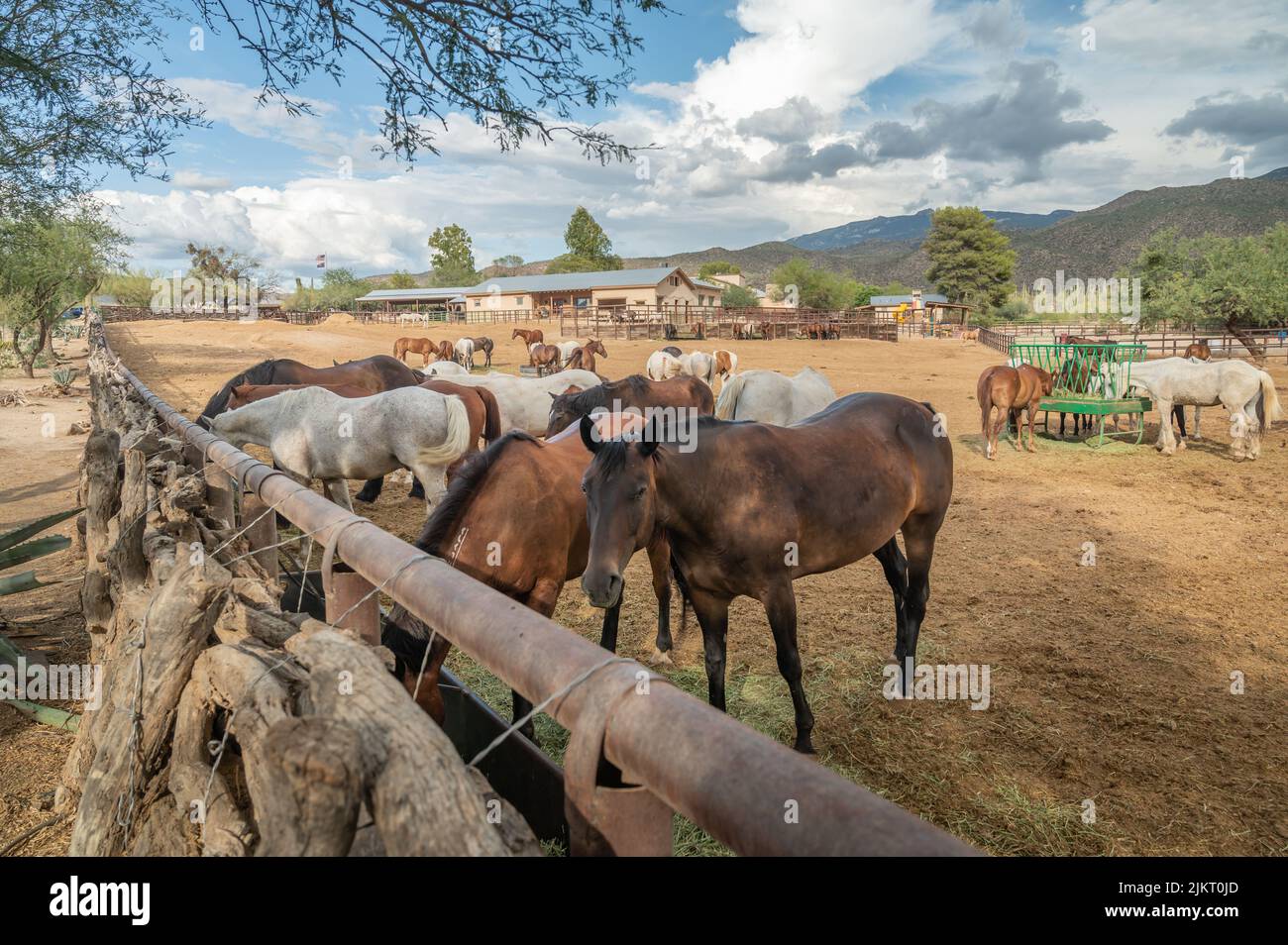 Chevaux sur l'Arizona ranch dans un corral Banque D'Images