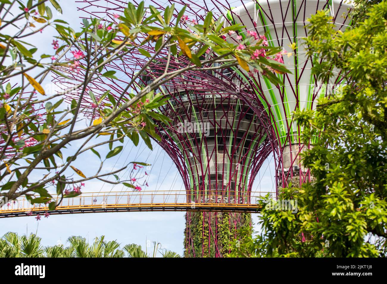 Conception OCBC Supertree Grove, se fond dans le concept vert forêt de la nature, ciel bleu clair, aventure en plein air, Gardens by the Bay. Singapour. Banque D'Images