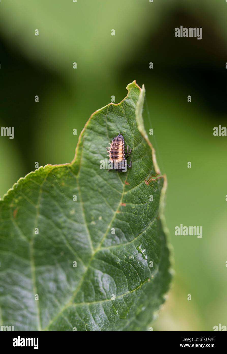 2 spot ladybird Adalia bipunctata, nymphes, sur une feuille Banque D'Images