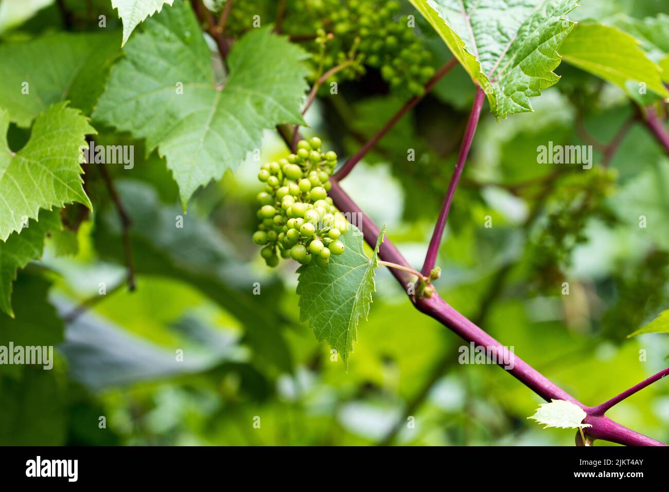 Raisins de vin en maturation sur la vigne Banque D'Images