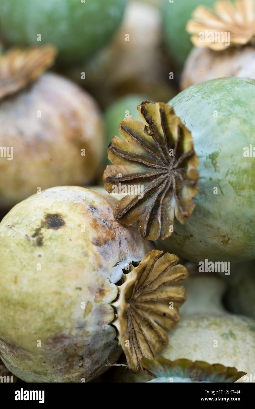 Papaver somniferum - têtes communes de graines de pavot à opium Banque D'Images