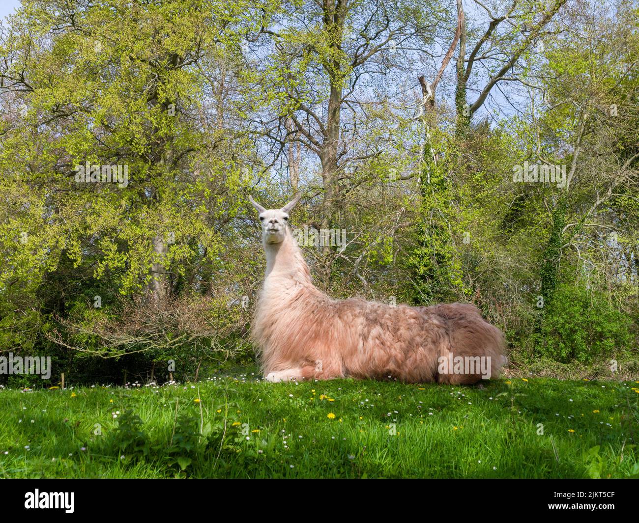 Un lama domestique (lama glama) se reposant dans un champ dans le sud-ouest de l'Angleterre. Banque D'Images
