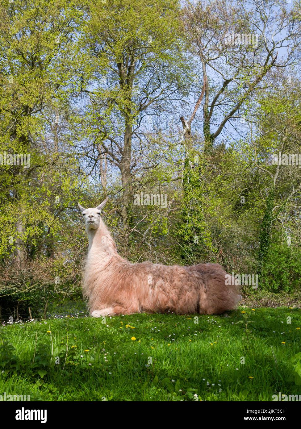 Un lama domestique (lama glama) se reposant dans un champ dans le sud-ouest de l'Angleterre. Banque D'Images