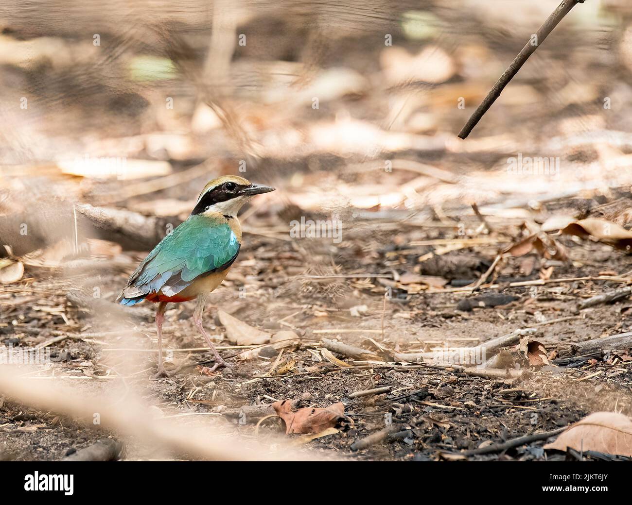 Une pita indienne perçant sur une petite branche à l'intérieur du parc national de Pench lors d'un safari dans la faune Banque D'Images