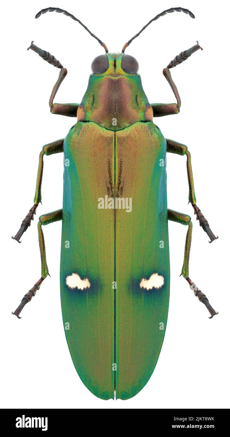 Espèce de coléoptère Megaloxantha bicolor othanii. Banque D'Images
