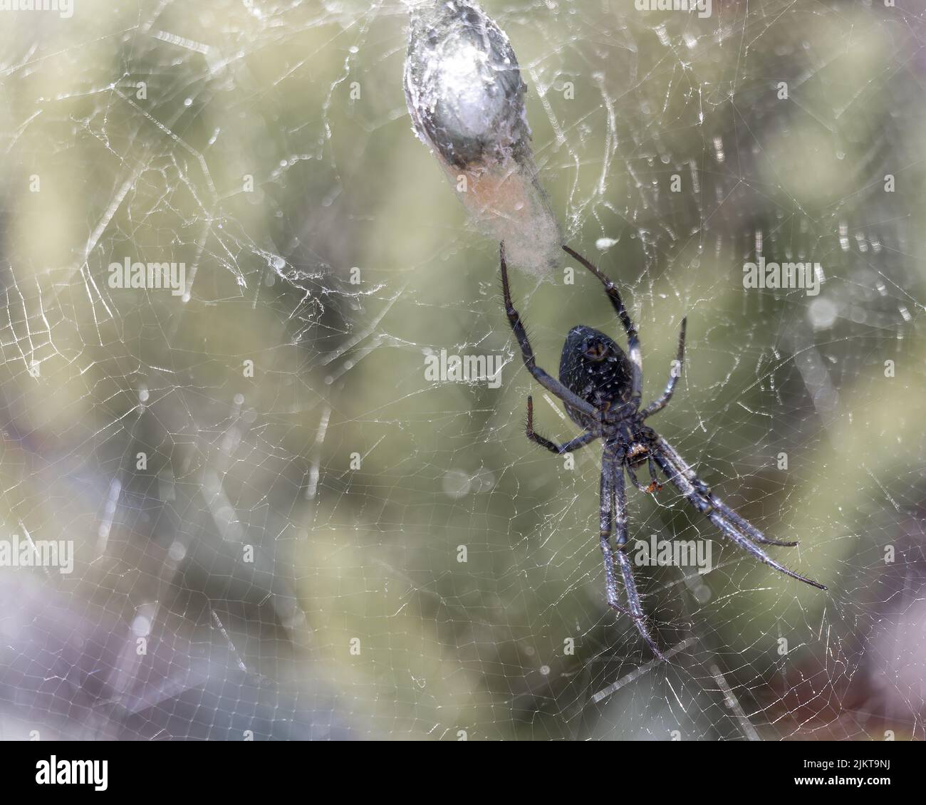Toile d'araignée faisant son cocon, vue sous elle Banque D'Images