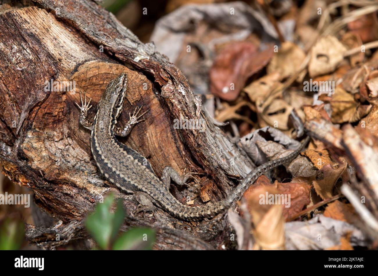 Lizard vivipare (Zotoca vivipara), Valais, Suisse Banque D'Images