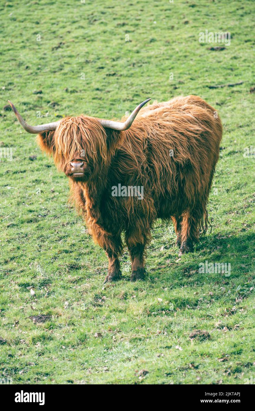 A closeup shot of a fluffy Scottish Highland Cow on grassland Banque D'Images