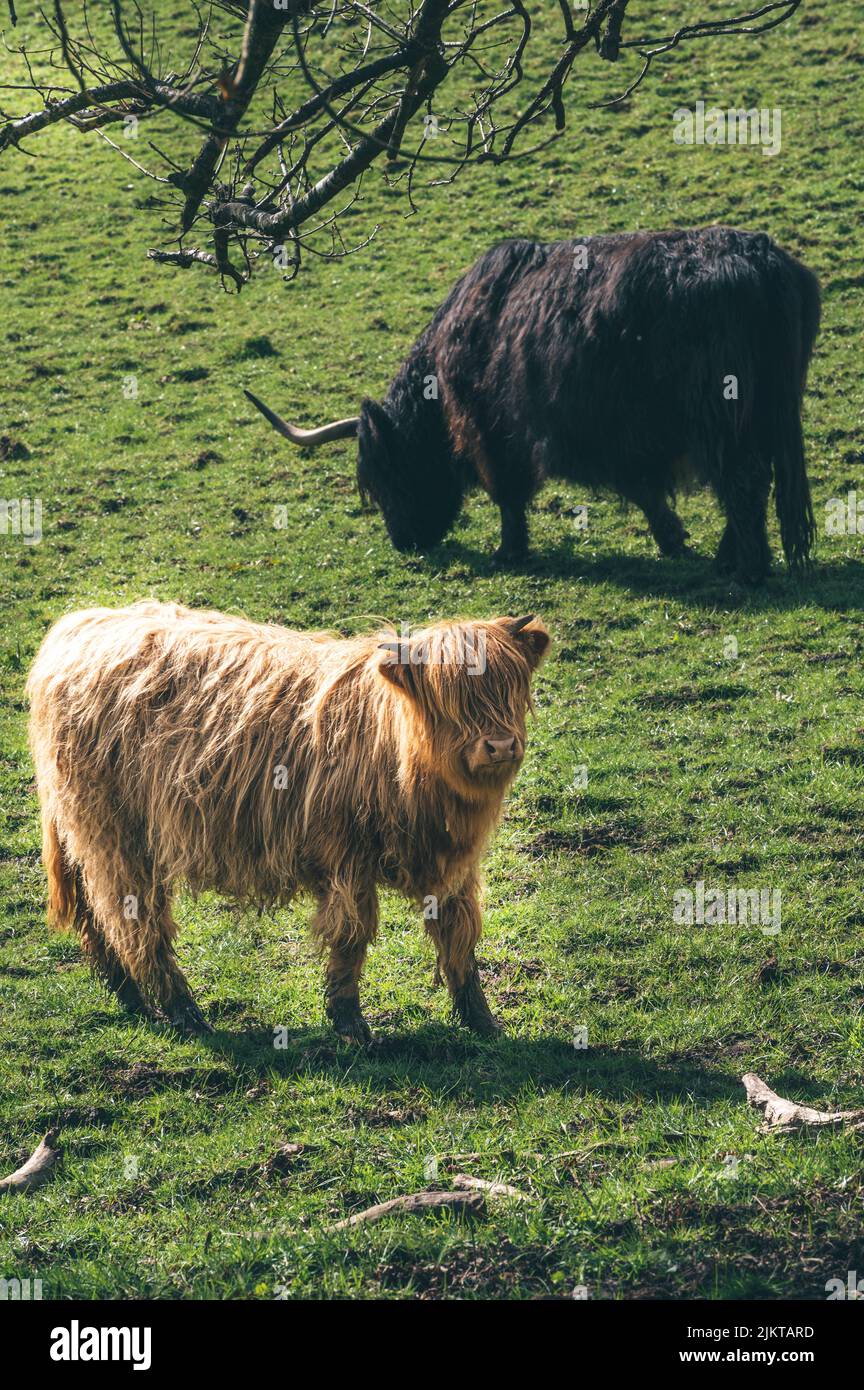 A closeup shot of a fluffy Scottish Highland Cow on grasslandHighland cattle Banque D'Images