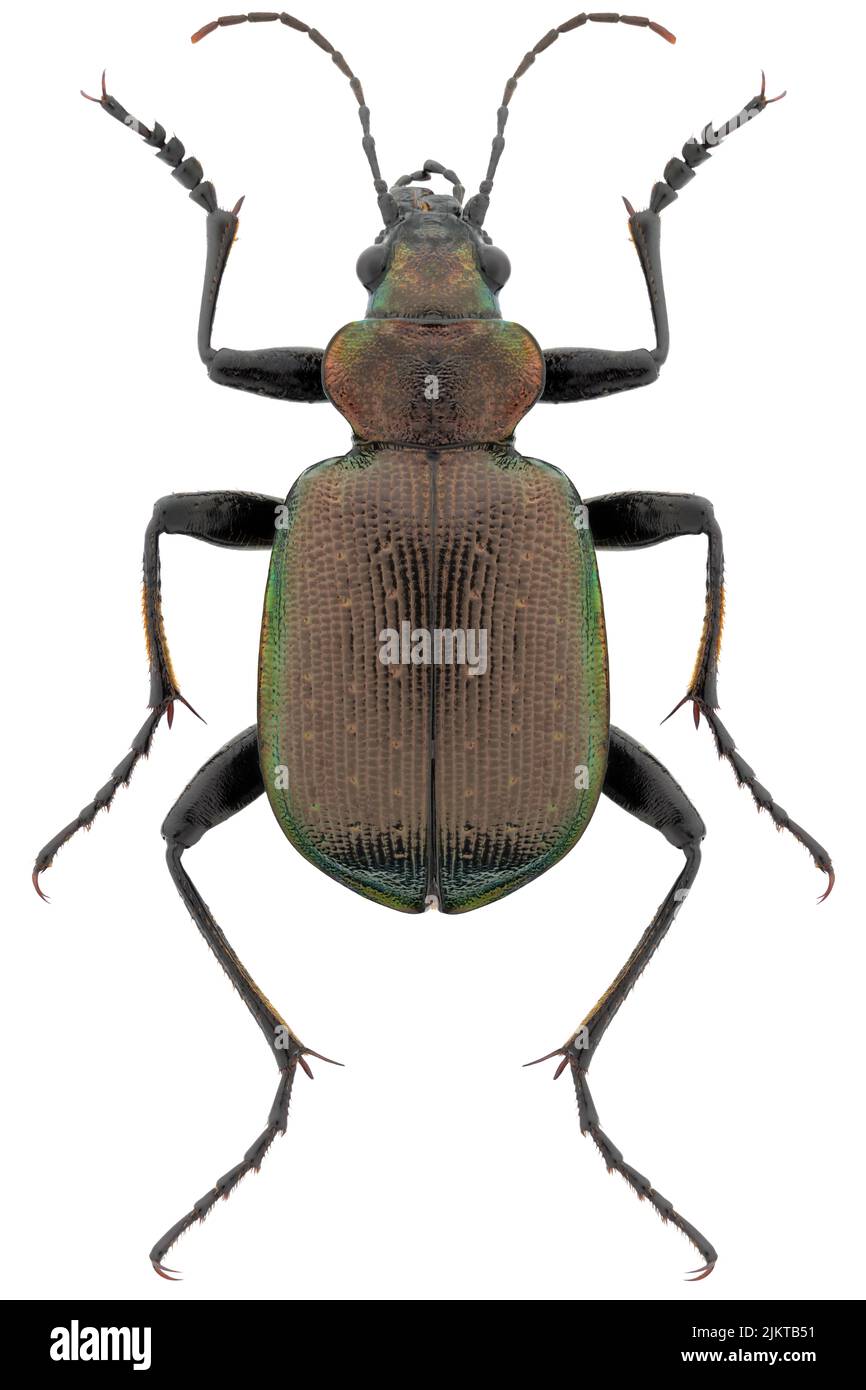 Espèce de coléoptère terrestre Calosoma inquisitor, nom trivial: Coléoptère de moindre recherche. Banque D'Images