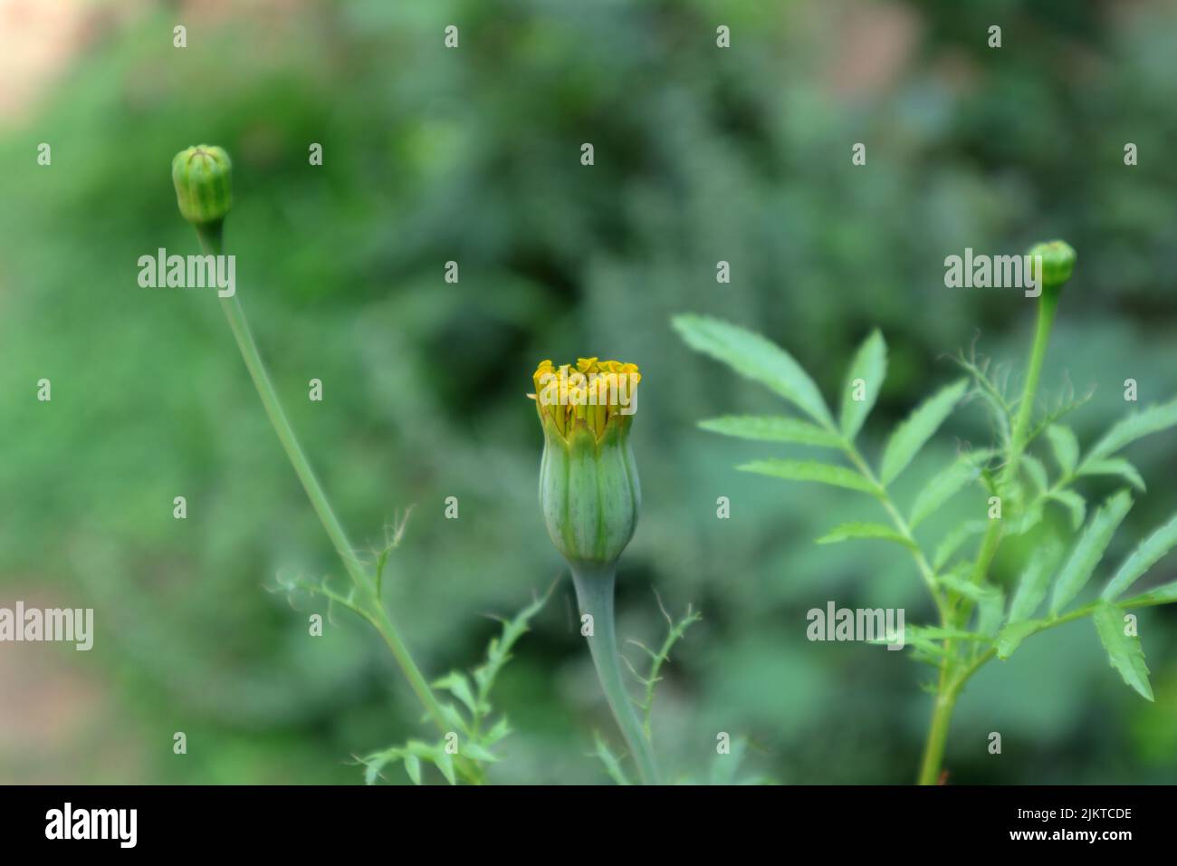 Gros plan d'un bourgeon marigold de couleur jaune fleuri dans le jardin Banque D'Images