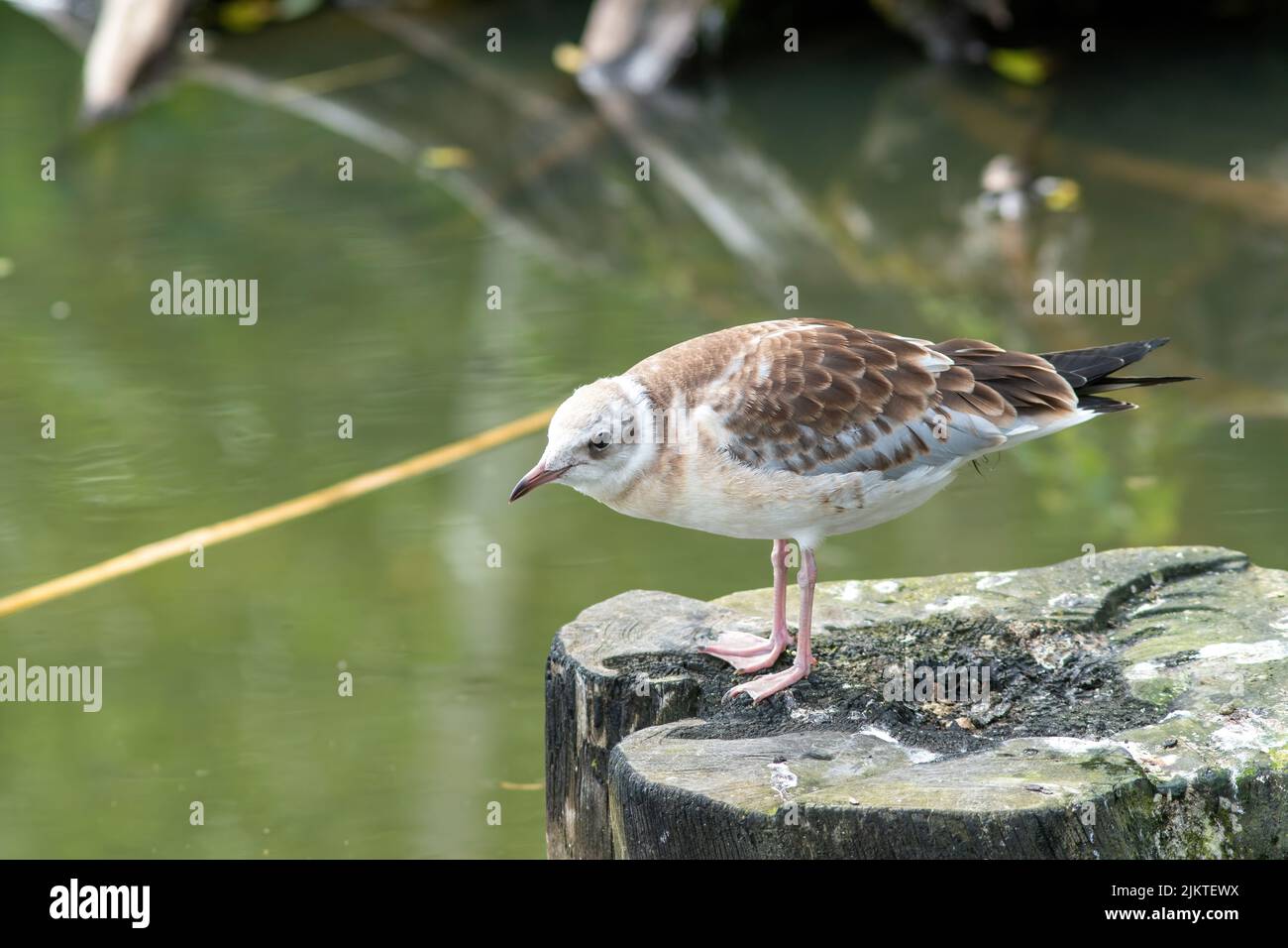 Un gros plan d'une belle guette blanche et brune se tenant au-dessus du lac vert sur une surface en bois Banque D'Images