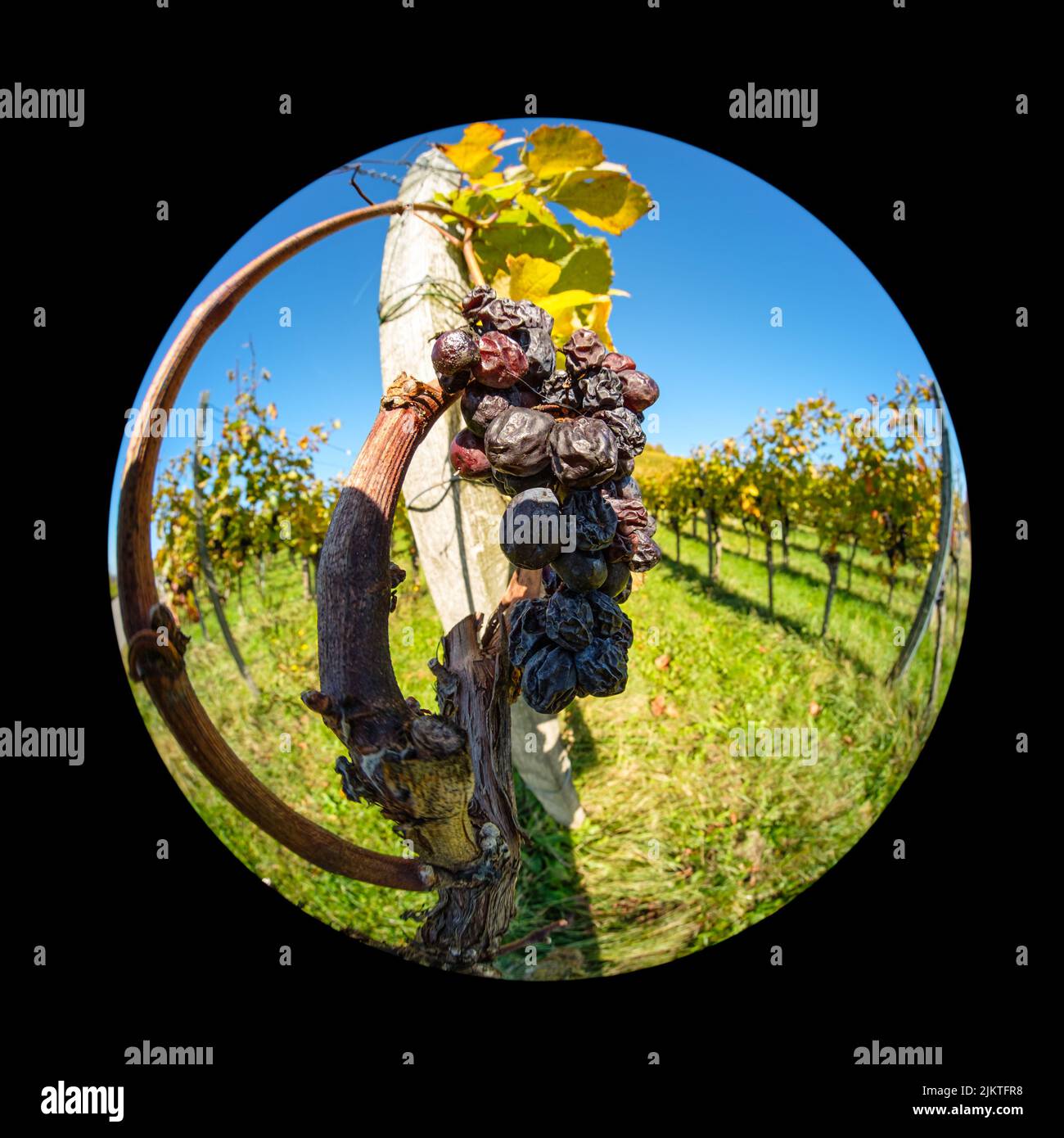 Raisins secs pour Trockenbeerenauslöse dans un vignoble avec lentille Fish-eye Banque D'Images