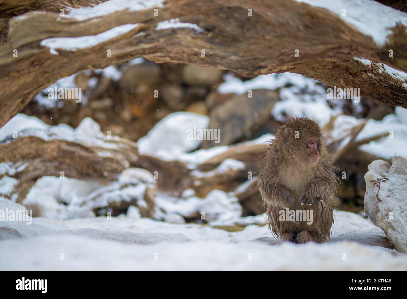 a closeup shot of monkey sitting under tree on snow Banque D'Images
